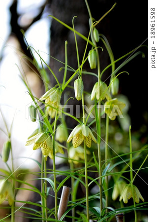 貝母の花の写真素材