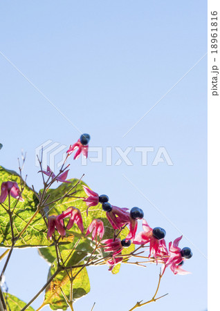 クサギ クサギ 18961816