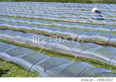 コオニタビラコの畑 コオニタビラコの畑 18961822