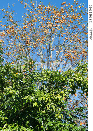 青い柚子の実と熟した柿の実２ 18961949