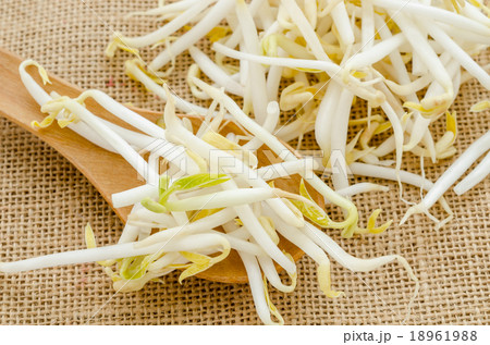Mung beans or bean sprouts 18961988