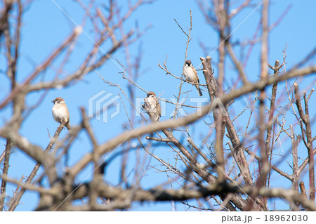冬枯れの枝に雀 ３羽 の写真素材 1630