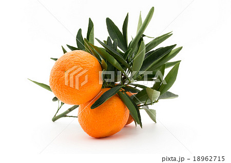 枝付きマンダリンオレンジ:mandarin orange 枝付きマンダリンオレンジ:mandarin orange 18962715