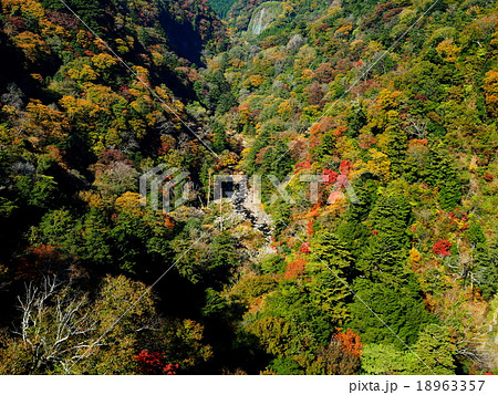 九酔渓 九重夢大吊橋 紅葉の写真素材