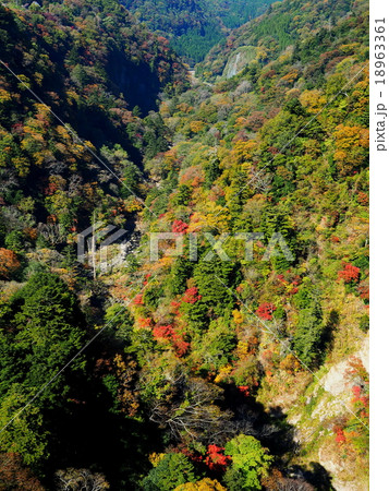 九酔渓 九重夢大吊橋 紅葉の写真素材