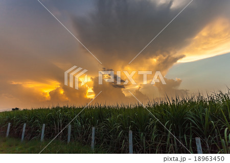 sugar cane 18963450