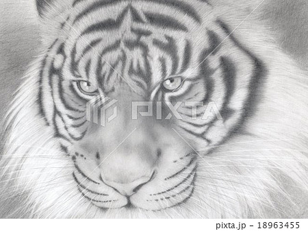 Tiger, Charcoal pencil