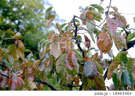 秋の気配 18963464