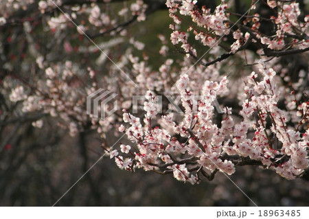 豊後 (梅)。 Japanese apricot 豊後 (梅)。 Japanese apricot 18963485