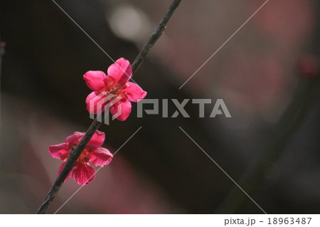 蝶千鳥 (梅)。 Japanese apricot 18963487