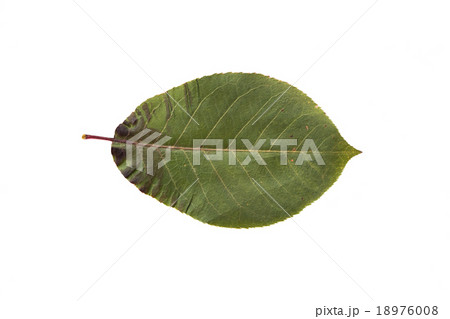 dry fallen chokeberry tree leaf dry fallen chokeberry tree leaf 18976008