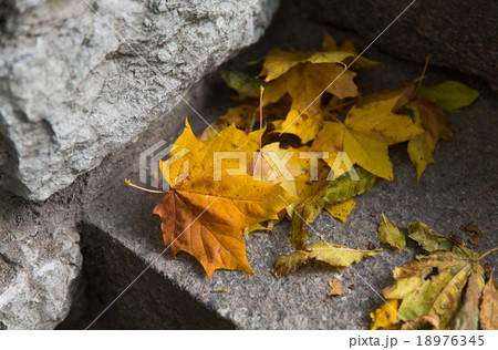 close up of fallen maple leaves on stone stairs close up of fallen maple leaves on stone stairs 18976345