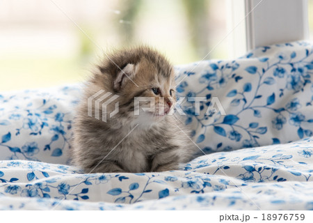 Cute kitten Cute kitten 18976759