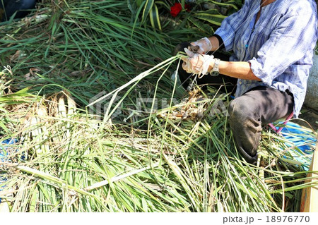 沖縄県宮古島 レモングラスの収穫作業の写真素材