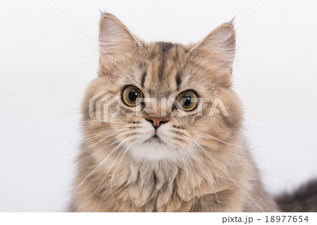 Cute persian cat 18977654
