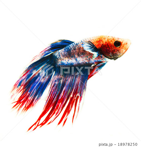 Siamese fighting fish isolated on white background Siamese fighting fish isolated on white background 18978250