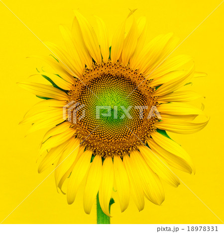 Sunflower isolated on yellow bacgound - Soft light 18978331