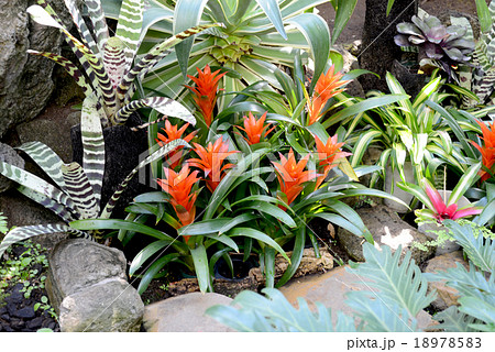 アナナス 18978583