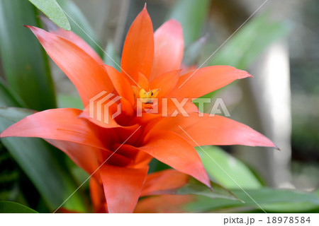 アナナス 18978584