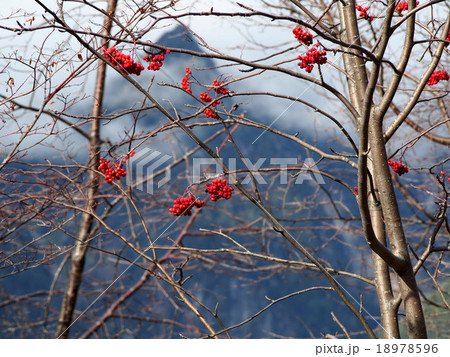 カンボクの実 18978596