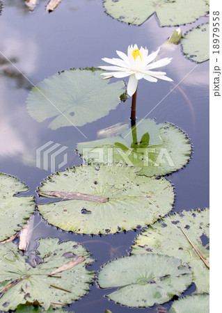 white lotus and green leaf. 18979558