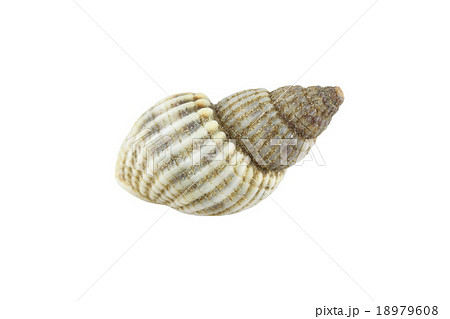 sea shells isolated. sea shells isolated. 18979608