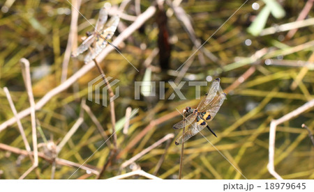 macro of black and yellow dragonfly. 18979645