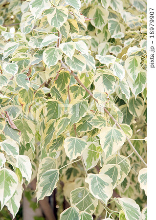 Euonymus fortunei,The tree of two color on leaves. Euonymus fortunei,The tree of two color on leaves. 18979907