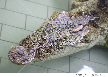 head children crocodiles in the pond. head children crocodiles in the pond. 18980400