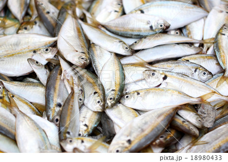 many yellow trevally fish. many yellow trevally fish. 18980433