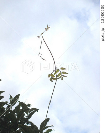 空に向かって伸びるつる性植物の写真素材