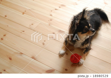 無垢材の室内で遊ぶチワワ 18980529
