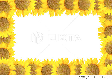 sunflower isolated. sunflower isolated. 18981509