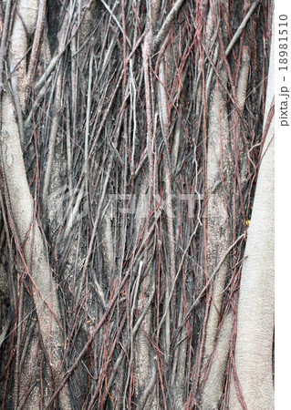 pattern of old bark. 18981510