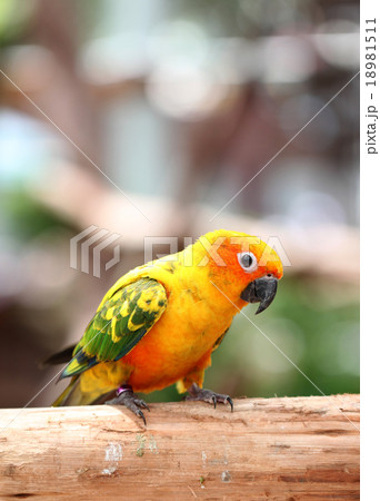 parakeet or parrot on tree branch. parakeet or parrot on tree branch. 18981511