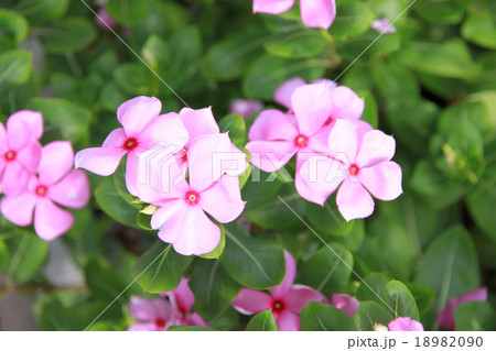 Pink catharanthus roseus in the garden. Pink catharanthus roseus in the garden. 18982090