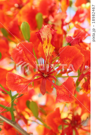 Flame Tree Flower. 18982467