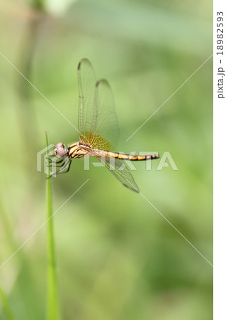 Orange dragonfly on top grass. 18982593