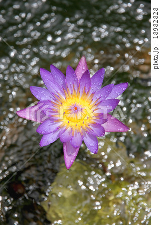 Purple lotus. Purple lotus. 18982828