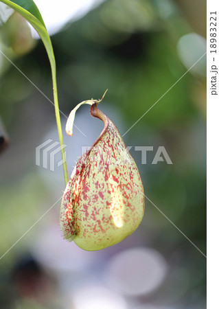 Focus on pitcher plant of macro. Focus on pitcher plant of macro. 18983221