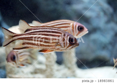 Redcoat Squirrelfish. Redcoat Squirrelfish. 18983861