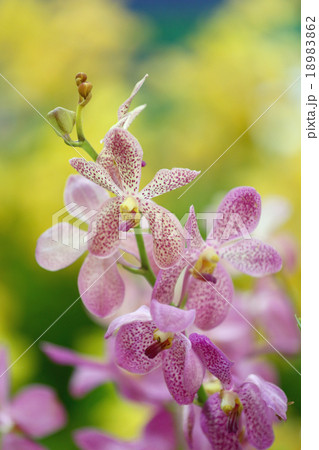 pink orchid. pink orchid. 18983862