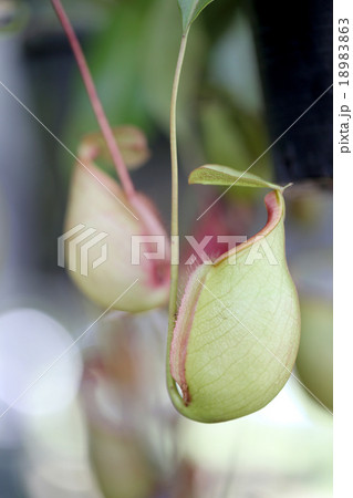 Focus on pitcher plant of macro. Focus on pitcher plant of macro. 18983863