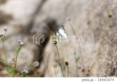 white butterfly on the flower. 18983874