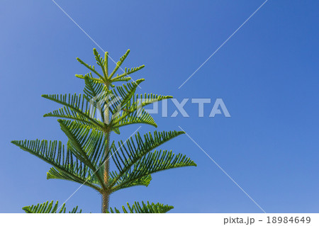 Closeup of Nolfolk island pine leaves 18984649