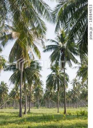 Coconut plantation 18984653