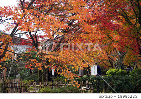 青龍殿庭園の紅葉5 青龍殿庭園の紅葉5 18985225