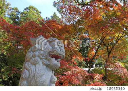 狛犬と紅葉 18985310
