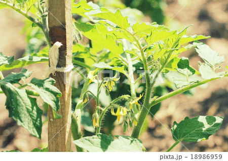 Young plant of tomato growing in garden Young plant of tomato growing in garden 18986959