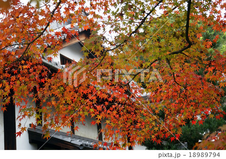 円徳院紅葉1 円徳院紅葉1 18989794